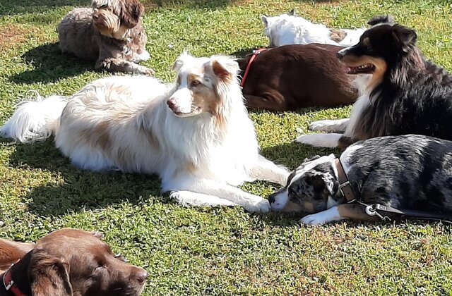 Hundeschule, ein starkes Team