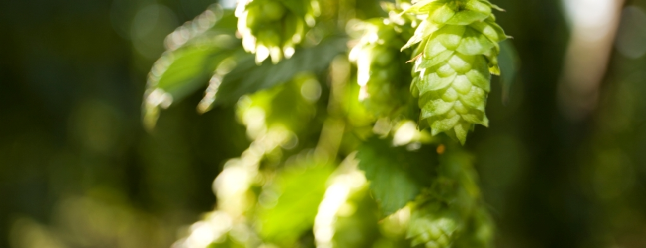 Hopfen als ganzhähriges Symbol und Indikator der Vorfreude | © Klaus Dobmaier, Photogilde Aventin eV