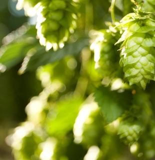 Hopfen als ganzhähriges Symbol und Indikator der Vorfreude | © Klaus Dobmaier, Photogilde Aventin eV