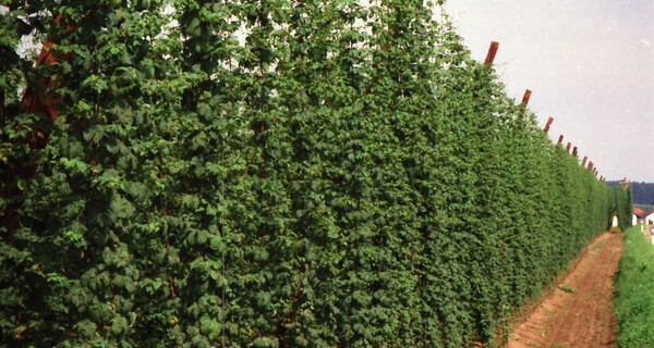 Eröffnung kunstMomente