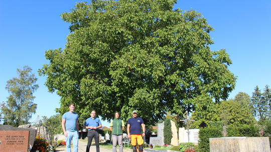 Walnussbaum: Krone wird eingekürzt