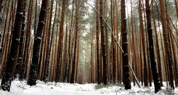 Schnee im Wald bei Offenstetten | © Stadt Abensberg