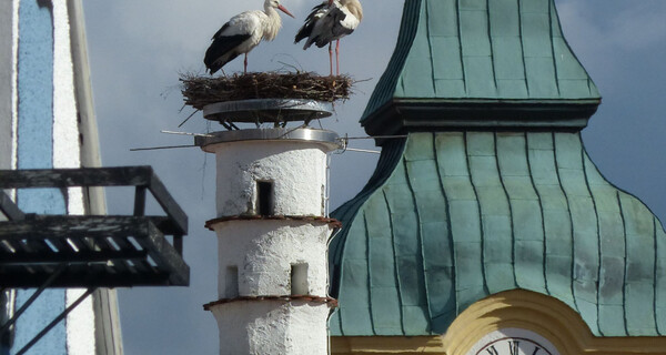 Storchennest mit Blick auf den Barbaraturm